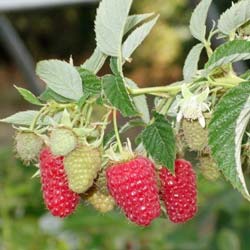 Thornless Raspberry 'Red Angel'